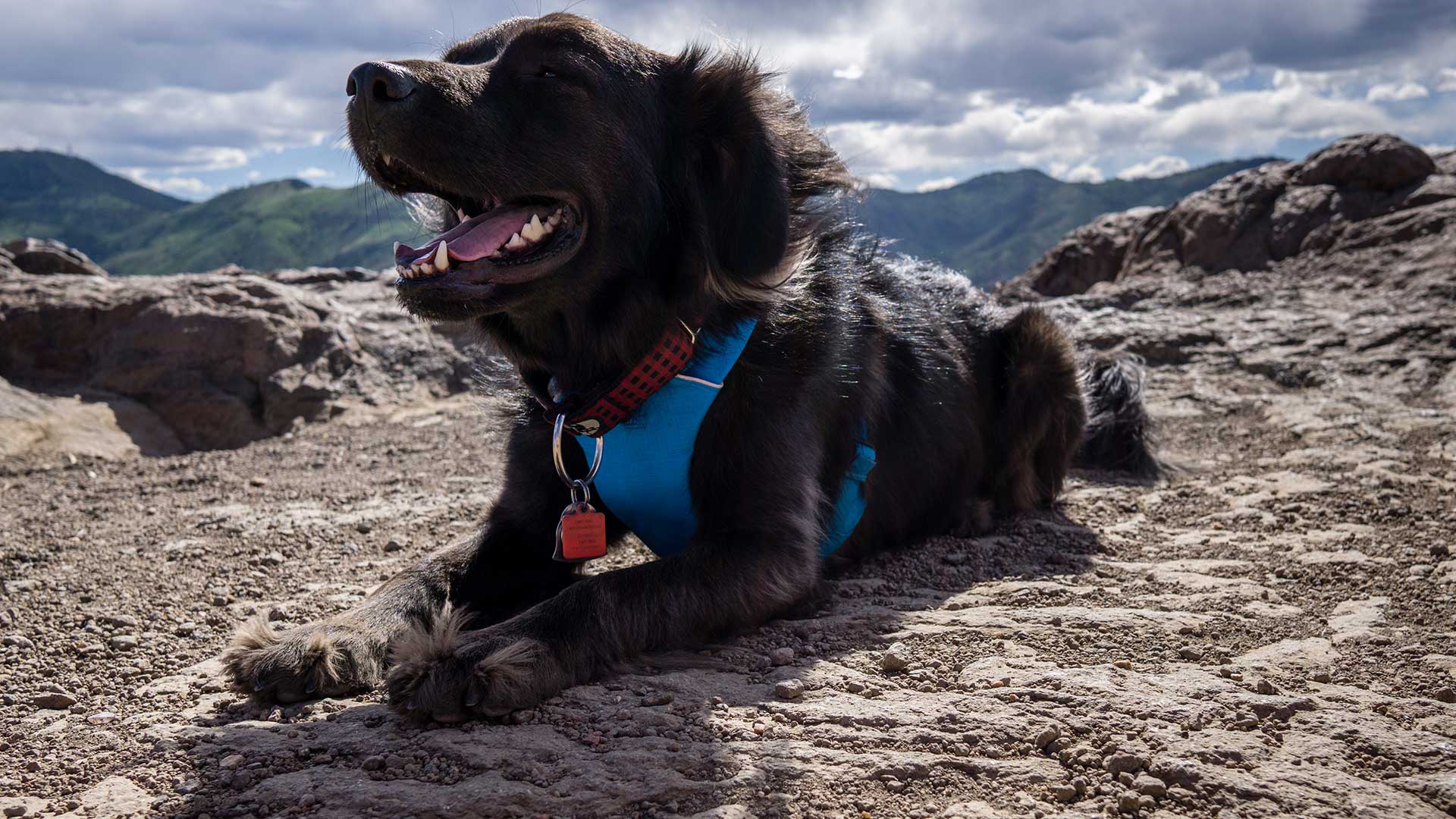 Black dog wearing a blue harness resting on a rocky trail with mountain views in the background.